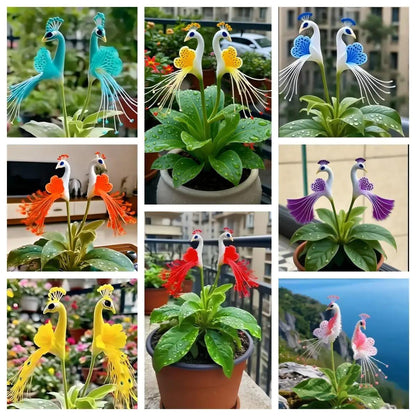 Vibrant Peacock Flower Seeds (Buy1 Get1 Free)