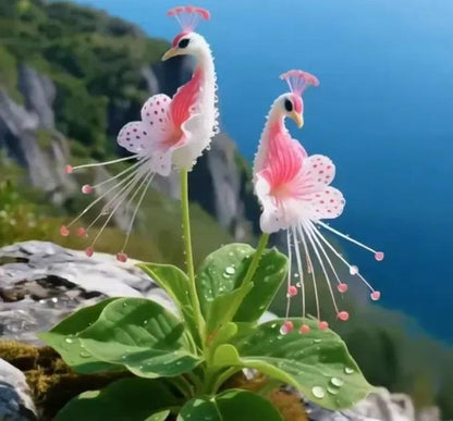 Vibrant Peacock Flower Seeds (Buy1 Get1 Free)